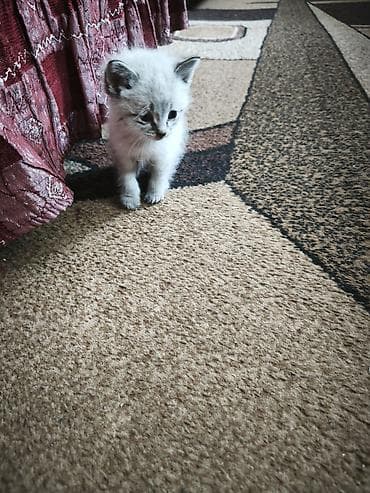 Үй жаныбарлары: Котёнок с окрасом колор-пойнт (светлая шерсть с более тёмными ушками и — 1