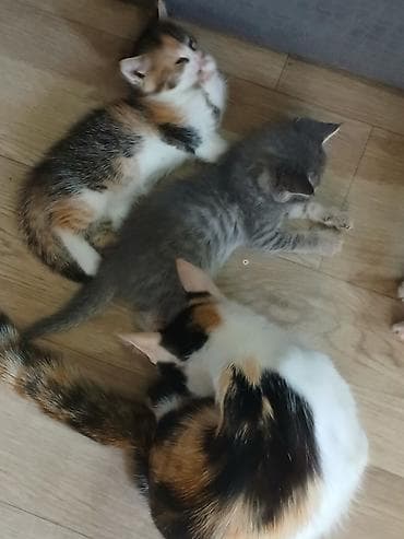 кошка домик: 1 месяц, Девочка, Белый — 3