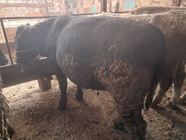 животные кот: Продаю | Бык (самец) | Абердин-ангус — 2