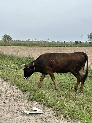 быки в канте: Продаю | Тёлка | Для разведения — 2