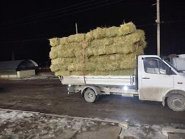 Башка жаныбарлар: 1 укосчоп беде аралаш сатылат метровый плотный доставка мн 280 сом — 1