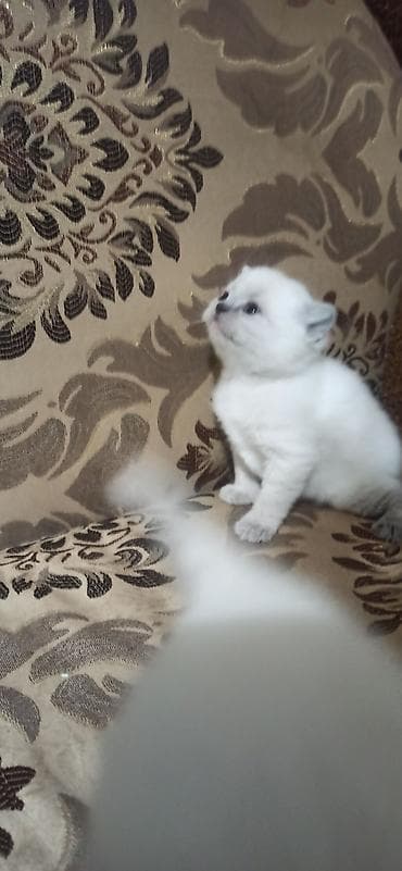 абиссинская кошка купить: Британские короткошерстные котята, окрас пойнт и голубой глазки — 5