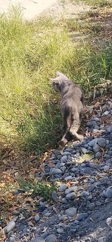 котята простые: Девочка — 1