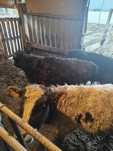 Продаю | Музоо, торпок | Полукровка | На откорм