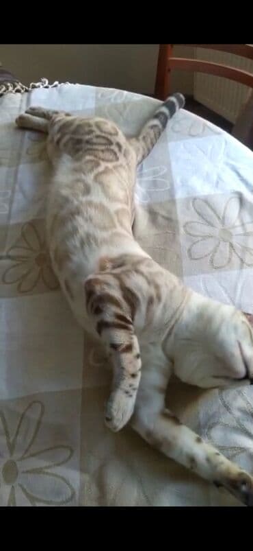 английский бульдог бишкек: Бенгальская, 2 года, Мальчик, Белый, Кастрирована, Проглистована, С документами — 8