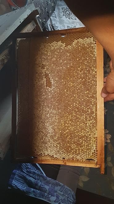 Фрукты: Мёд в сотах продаю. Польза мёда в сoтаx для здoрoвья челoвeка — 3