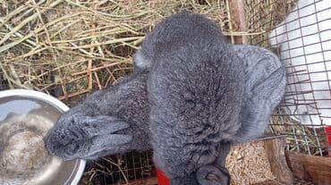 кролики фландр: Продаю | Крольчата | Фландр | Для разведения | Племенные — 4