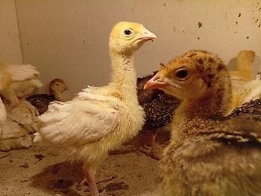 натуральный мёд: Продаю | Индюшата | На забой — 1