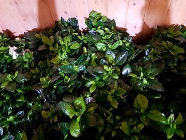 оберон: ДОРДОЙ БАЗАР. Цветочки на любой вкус и кошелек!!! Порадуйте себя и — 9