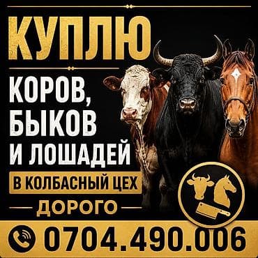вязка собак: Колбасный цех : Коровы, быки, | На забой, на мясо — 1