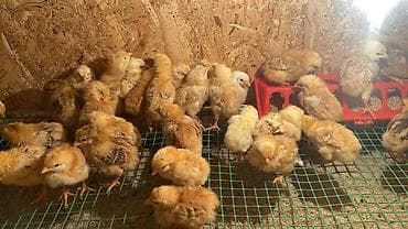 тайлар арзан: Продаю | Цыплята | Для разведения — 1