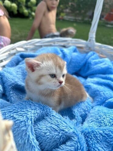 бенгальская кошка цена бишкек: Британская короткошёрстная, 2 месяца, Девочка, Приучена к лотку, С прививками — 1