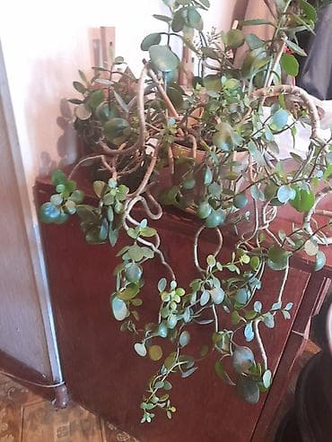 растение для дома и офиса: Только звонить по номеру, в сообщения не отвечаю. Оптом или поштучно — 1