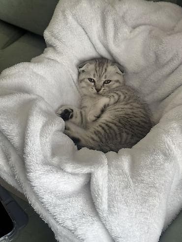 cat sofa: Шотландский вислоухий котёнок (Scottish Fold), окрас серебристый — 1