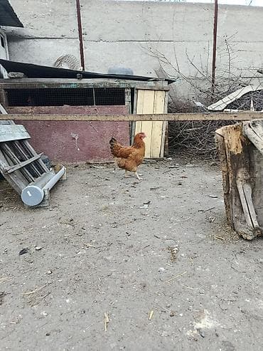 бройлерные утки: Продаю | Куры | Несушки — 4