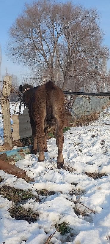 индук сатам: Сатам | Бука (эркек) | Швиц | Бордоп семиртүү үчүн — 5