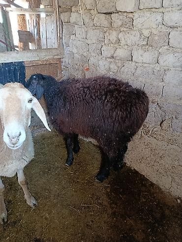 Индюки: Продаю | Овца (самка) | Для разведения | Матка — 1