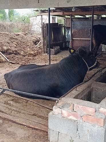 лошадь тай: Продаю | Бык (самец) | На откорм | Племенные — 2