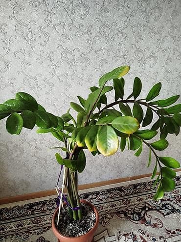 долларовое: Срочно!!!!! Замиокулькас (долларовое дерево) в горшке. - Куст из — 4