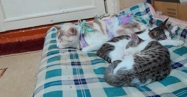 отдам даром породистых котят: Кошка даром: Беспородная, 4 месяца, Девочка, Приучена к лотку — 9