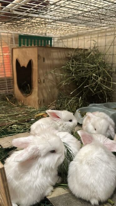 карликовый пудель сколько стоит: 😍🐰🥰 Вислоухие малыши, начинаем бронь😍 Белые голубоглазки😍 Белоснежные — 5