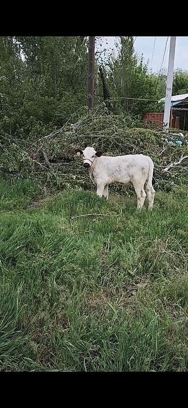 Животные: Продаю | Бык (самец) | На откорм | Привязанные — 1