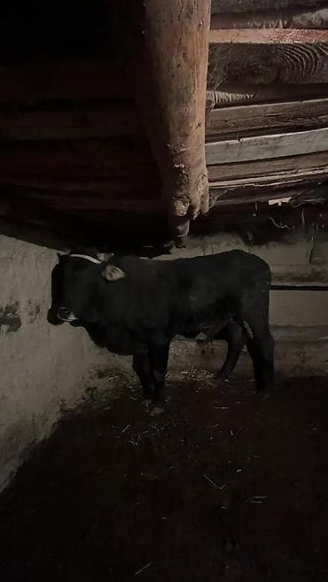 ангус бычок: Продаю | Бык (самец) | На откорм | Привязанные — 2