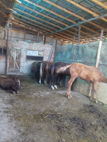 французкий бульдог цена: Продаю | Жеребенок | Кара Жорго | Для разведения | Племенные — 6