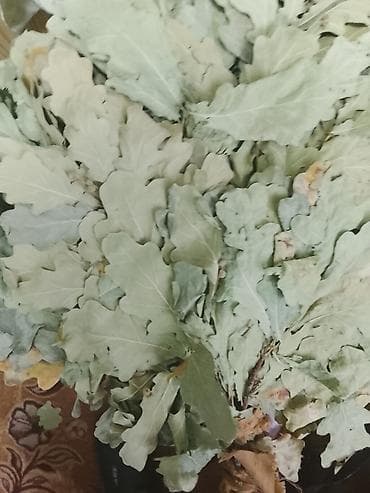 Дубовый веник для бани - Пышный, плотный связанный пучок из отборных