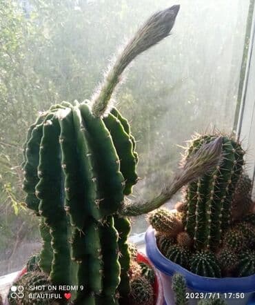 Декор и интерьер: Хлорофитумы. распродажа Хлорофитум - можно по праву назвать — 24