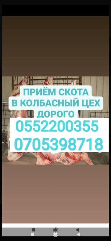 приём скота: Сатып алам | Уйлар, букалар, Жылкылар, аттар, Башка а/ч жаныбарлары | Күнү-түнү, Бардык шартта, Союлган — 1