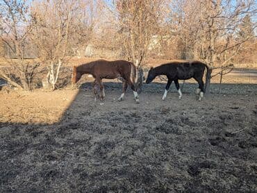 кыргыз добот ит: Сатам | Байтал, Тай | Аргын | Көбөйтүү үчүн | Асыл тукумдуу — 8