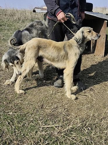 Отдам даром собаку: Продажа Щенков ТАЙГАН для пастушьей службы и охоты. Описание: - — 6