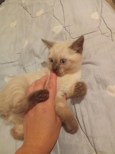 купить сиамских котят: Котёнок с колор-пойнт окрасом и голубыми глазами. - Порода/тип: домус — 3