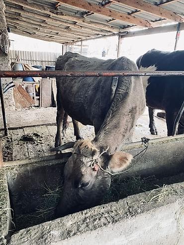 Зоотовары: Продаю | Корова (самка) | Для разведения | Привязанные — 2