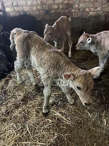 кой соебуз: Продаю | Тёлка, Музоо, торпок | Для молока | Искусственник — 3