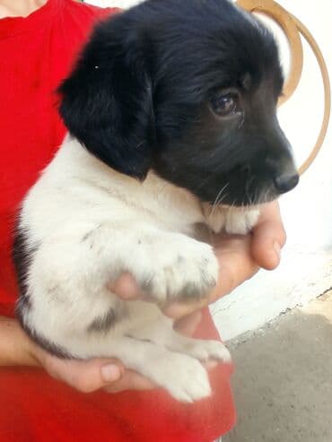 щенки белгийскоц овчарки: Ит бекер берилет: 2 айлык, Эркек — 6