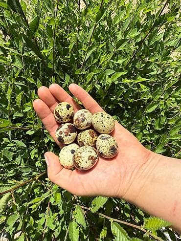 ✅Перепелиное яйцо оптом❗ ✅Собставленная ЭКО Ферма🔥 🫶🏼Собственная