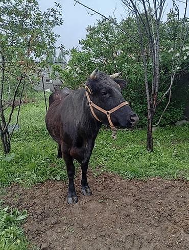 Продаю | Корова (самка) | Для молока | Привязанные