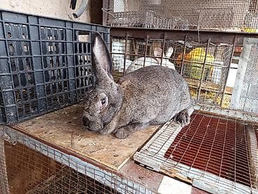 Үй жаныбарлары: Сатам | Ургаачы коен, Коендун бөжөктөрү — 6