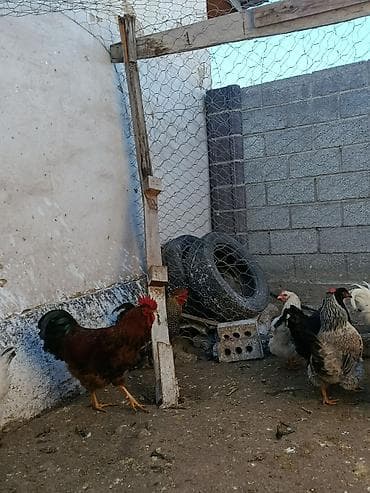 петух токмок: Сатам | Короздор | Үй | Көбөйтүү үчүн — 9