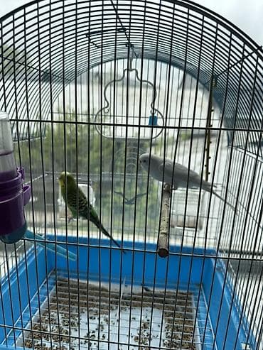 все для животных: Клетка для волнистых попугаев с аксессуарами. - Металлическая арочная — 1