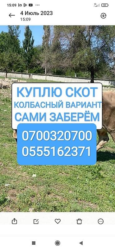 Колбасный цех : Коровы, быки, Лошади, кони, | Круглосуточно, Любое состояние, Забитый