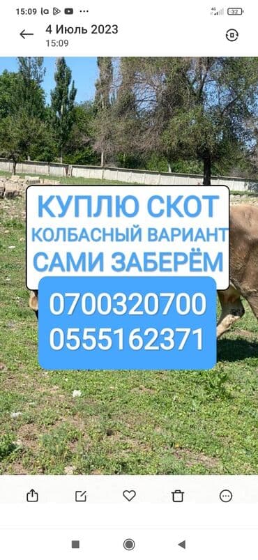 куплю корова: Сатып алам | Уйлар, букалар, Жылкылар, аттар | Күнү-түнү, Бардык шартта, Союлган — 1