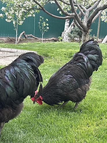 А/ч жаныбарларын сатам: Сатам | Короздор | Көбөйтүү үчүн — 9