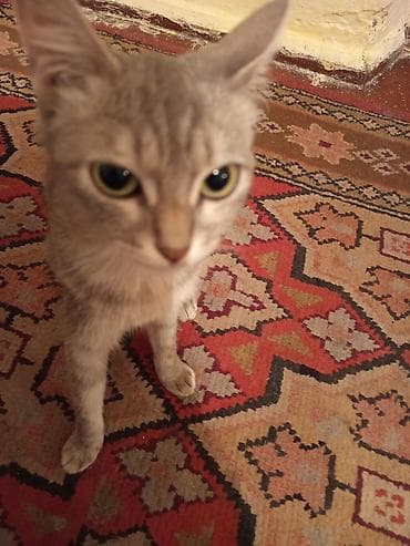 свинкс кошка: Кошки — ласковые домашние питомцы - Окрас: одна взрослая кошка — 1