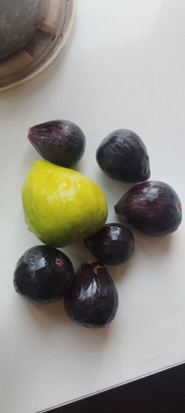 где купить саженцы гортензии в бишкеке: 📍Продаю инжир 1 год 7 месяцев плодоносящий, через 2-3 месяца можно — 10