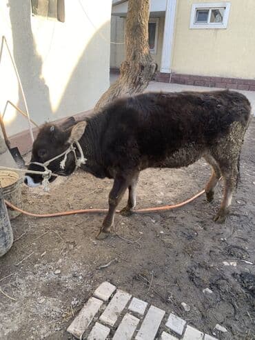 купить щенка недорого: Продаю | Бык (самец) | На откорм | Привязанные — 2