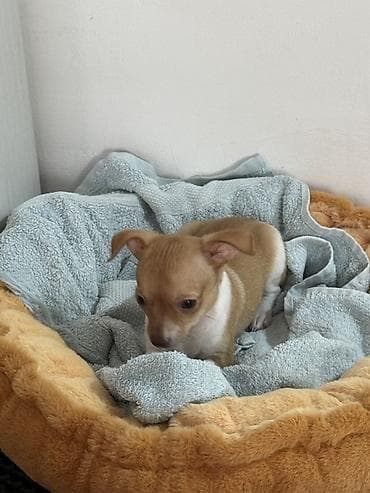 джек рассел терьер купить бишкек: Чихуахуа, 2 месяца, Самец — 2