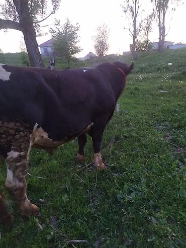 питбуль ит: Продаю | Бык (самец) | Для разведения | Привязанные — 1